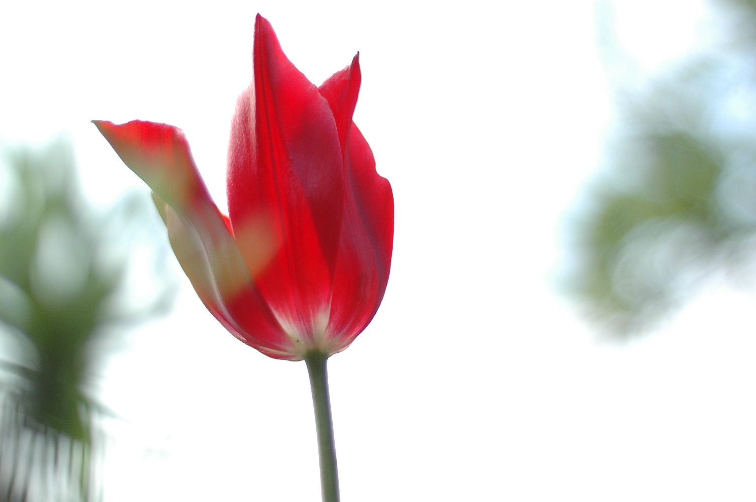 Vergelding zijde Succesvol Nederlandse bloemen: de geschiedenis van bloemen in Nederland